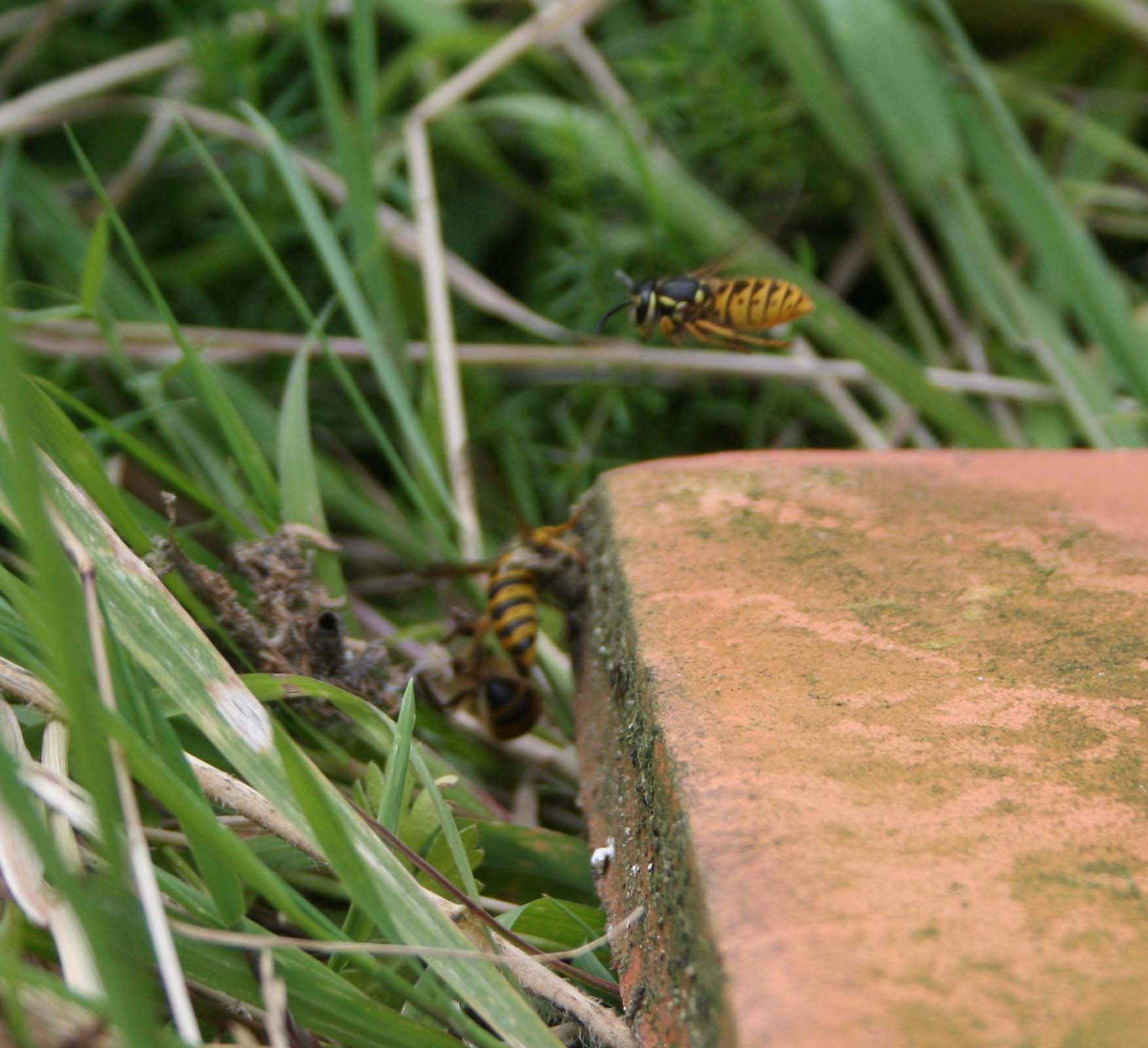 wasps-attacking-bees 041a.jpg